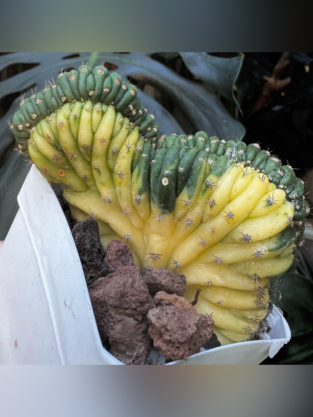 Yellow and Green Variegated Crested Cactus - rare